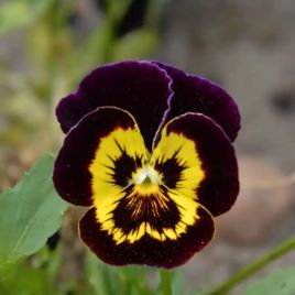 Виола Швейцарские Гиганты (Swiss Giants) Yellow Brown Bicolor 