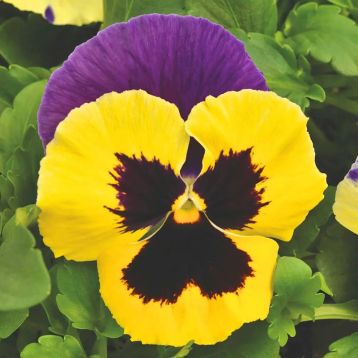 Віола Швейцарські Гіганти (Swiss Giants) Tricolor Violet Yellow триколор фіолетово-жовта 