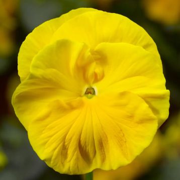 Виола Швейцарские Гиганты (Swiss Giants) Claret Goldgelb желтая 