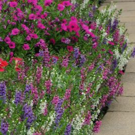 Серена F1 смесь (mix) семена ангелонии однол. (Pan American)