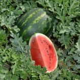 Арбуз Леджио F1 