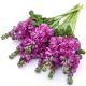 Левкой (матіола) Опера Федора