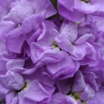 Левкой (маттиола) Фигаро lavender