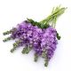 Левкой (маттиола) Фигаро lavender