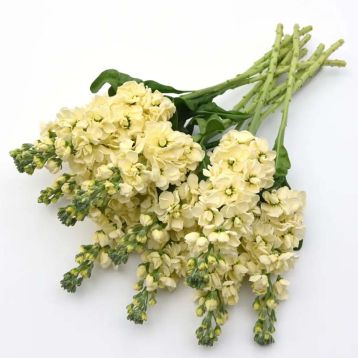 Левкой (матіола) Матільда yellow 