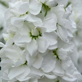 Левкой (маттиола) Матильда white