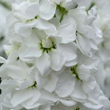 Левкой (маттиола) Матильда white