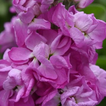 Левкой (матіола) Матільда rose