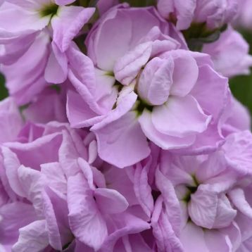Левкой (матіола) Матільда pink