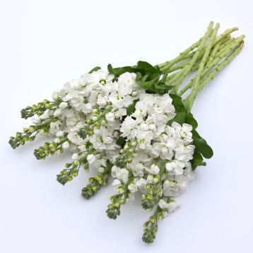 Левкой (маттиола) Аида white