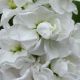 Левкой (матіола) Аїда white 