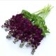 Левкой (матіола) Аїда purple 