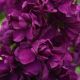 Левкой (матіола) Аїда purple 