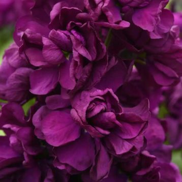 Левкой (матіола) Аїда purple 
