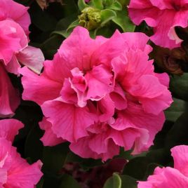 Петуния Каскад F1 розовая (pink) 