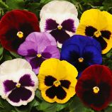 Виола Матрикс F1 mix blotch 