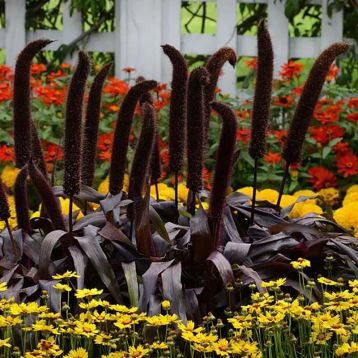 Просо декоративне Мідний Принц 