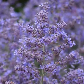 Перовськия Компакт Блусет (Compact Bluesette) 