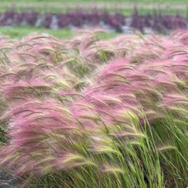 Ячмень гривастый Рикки