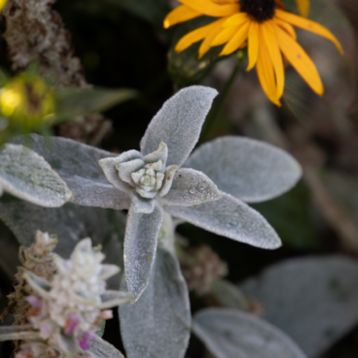 Стахіс шерстистий (чистець) Фербі