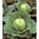 Слава семена капусты б/к средней (Hortus)