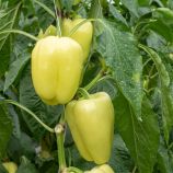 Бурабелла F1 семена перца сладкого тип Блочный раннего корот.куб. 200-230 гр. бел./красн. (Rijk Zwaan)