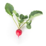 Валері F1 (2,50-2,75) насіння редиски 25-28 дн. (Rijk Zwaan)