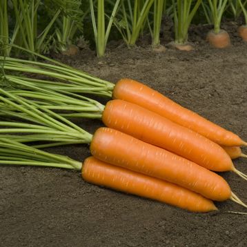 Монанта семена моркови Нантес (Rijk Zwaan)