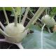 Венская белая семена капусты кольраби средней 80 дн. зел. (Hortus)