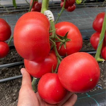 Томат Сиберите 916 F1 