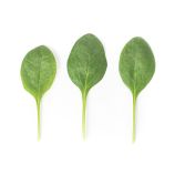 Сильвервейл семена шпината (Rijk Zwaan)