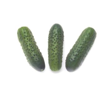 Соната F1 насіння огірка бджолозапильного (Rijk Zwaan)