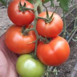 Томат Дрімболл F1 (Дрімбол F1) 