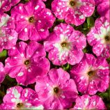 Петунія Зіркове небо F1 (Дот Стар F1) рожева