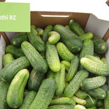 Шакти F1 семена огурца партенокарп. (Rijk Zwaan)