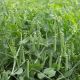 Амалфи семена гороха овощного среднепозднего 60-65 дн. (Syngenta)