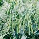 Бинго семена гороха овощного (Syngenta)