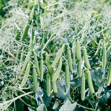 Бинго семена гороха овощного (Syngenta)