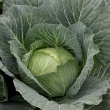 Капуста Глорія F1