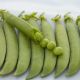 Грунди семена гороха овощного (Syngenta)