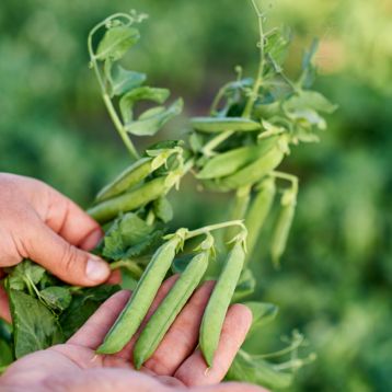 Грунди семена гороха овощного (Syngenta)