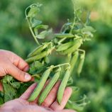 Грунди семена гороха овощного (Syngenta)