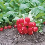 Донар F1 семена редиса (Syngenta)