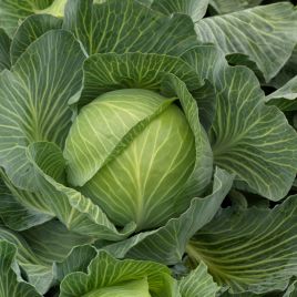 Капуста білоголова Кеплер F1