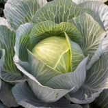 Киластор F1 семена капусты б/к поздней (Syngenta)