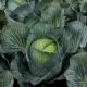 Киластор F1 семена капусты б/к поздней 130-135 дн. 3-4 кг окр. (Syngenta)