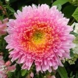 Астра Шанхайская роза нежно-розовая 