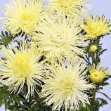 Астра Сента желтая