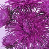 Астра Парсифаль пурпурная 