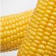 GSS 1453 F1 семена кукурузы суперсладкой (Syngenta)